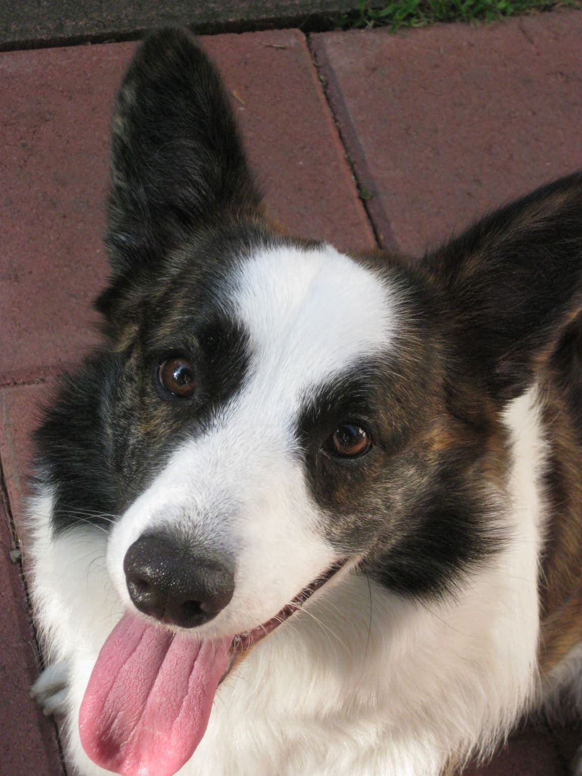 Close-up of a Cardigan Welsh Corgi's face looking up with tongue out, photographed at ground level on a brick surface.