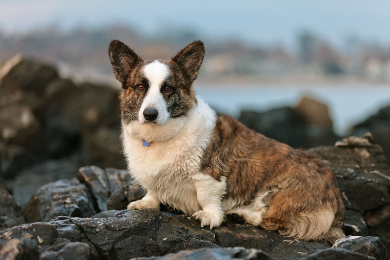 A tricolor Cardigan Welsh Corgi lies alert on rocks with a blurred natural backdrop, its long body and big ears visible.
