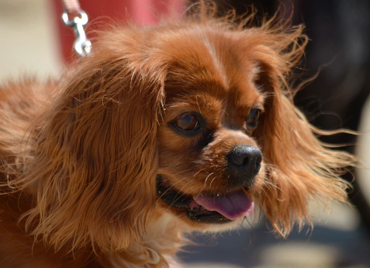 Close-up of a ruby-coated Cavalier King Charles Spaniel's face with windswept fur, outdoors.
