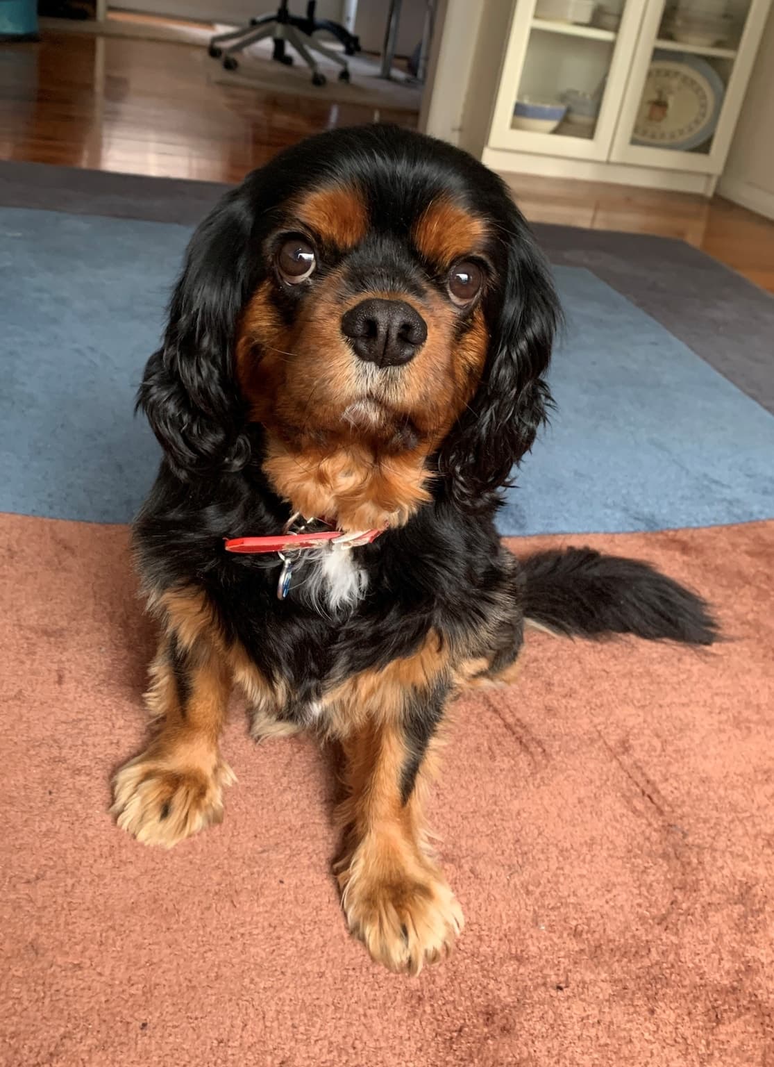 Cavalier King Charles Spaniel at a dog show