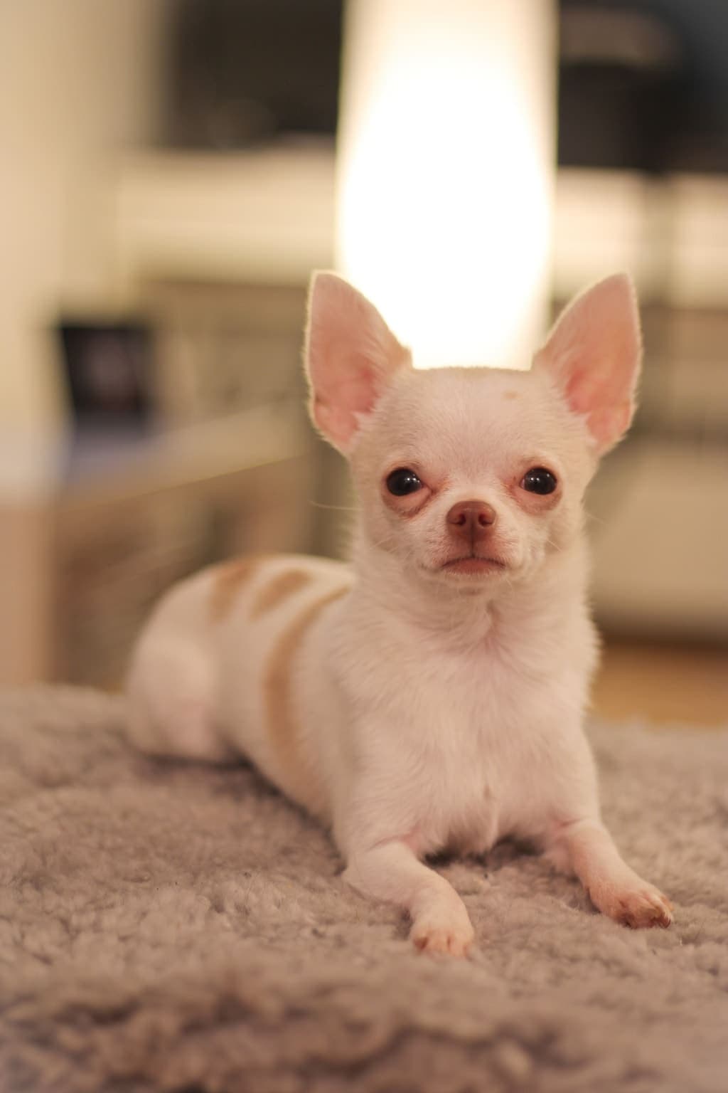 A smooth-coated Chihuahua lies facing the camera against a plain blurred background, close-up on its large eyes and ears.