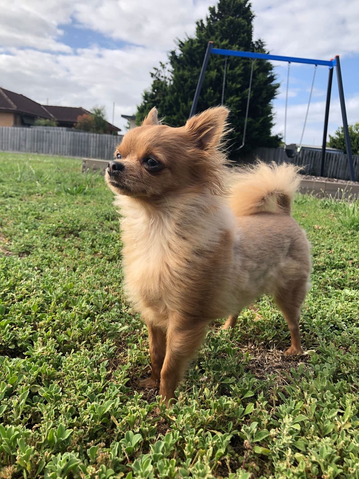 A long-coated tan-and-white Chihuahua stands outdoors on pavement, whole small body visible in a confident pose.
