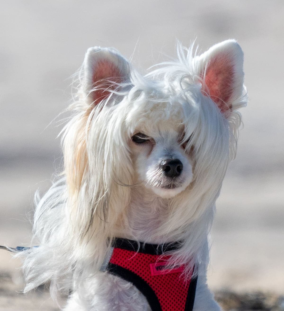 Close-up of a hairless Chinese Crested's head outdoors in windy conditions, wearing a harness.