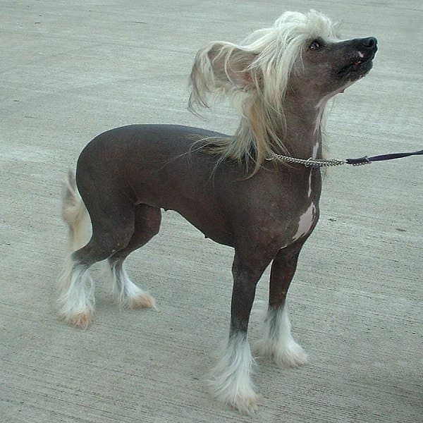 A hairless Chinese Crested stands in full side profile on pavement, with tufted white fur on its head, feet, and tail.