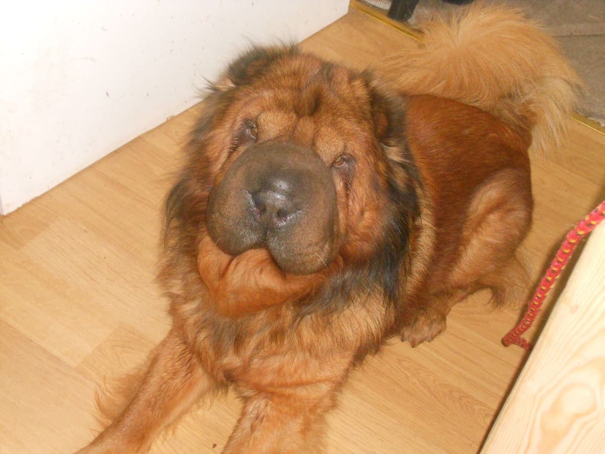 A fluffy 'bear coat' Shar-Pei is viewed from above on a wood floor, showing an alternate coat texture variant of the breed.