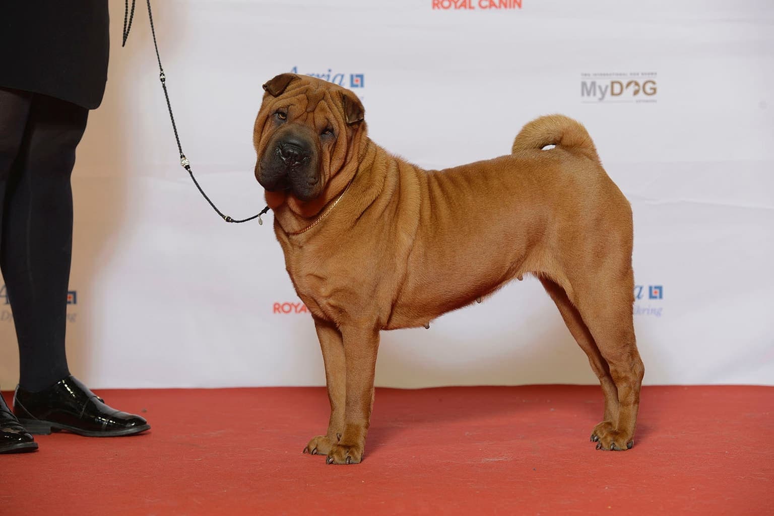 A fawn Chinese Shar-Pei stands in full profile at an indoor show setting, its deeply wrinkled coat and rolled features clearly visible.