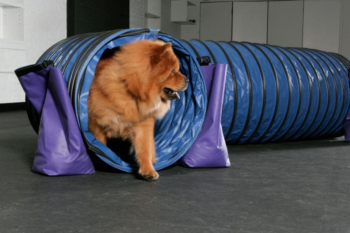 A red Chow Chow moves through an agility tunnel outdoors, shown from a dynamic low angle.