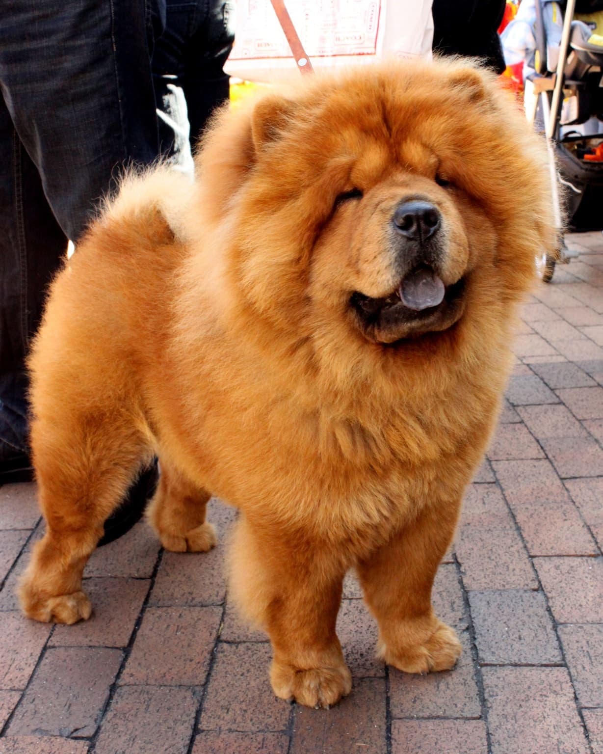A red Chow Chow stands full-body on brick pavement, its thick ruff and blue-black tongue visible in profile.