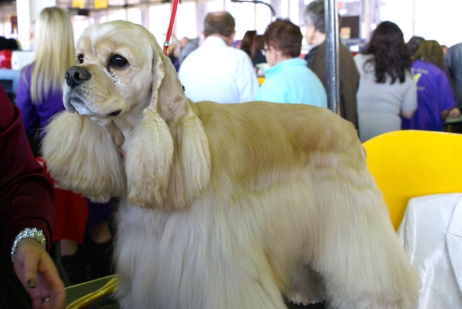 A buff American Cocker Spaniel stands in full side profile with long feathered coat and floppy ears, groomed for a show ring.