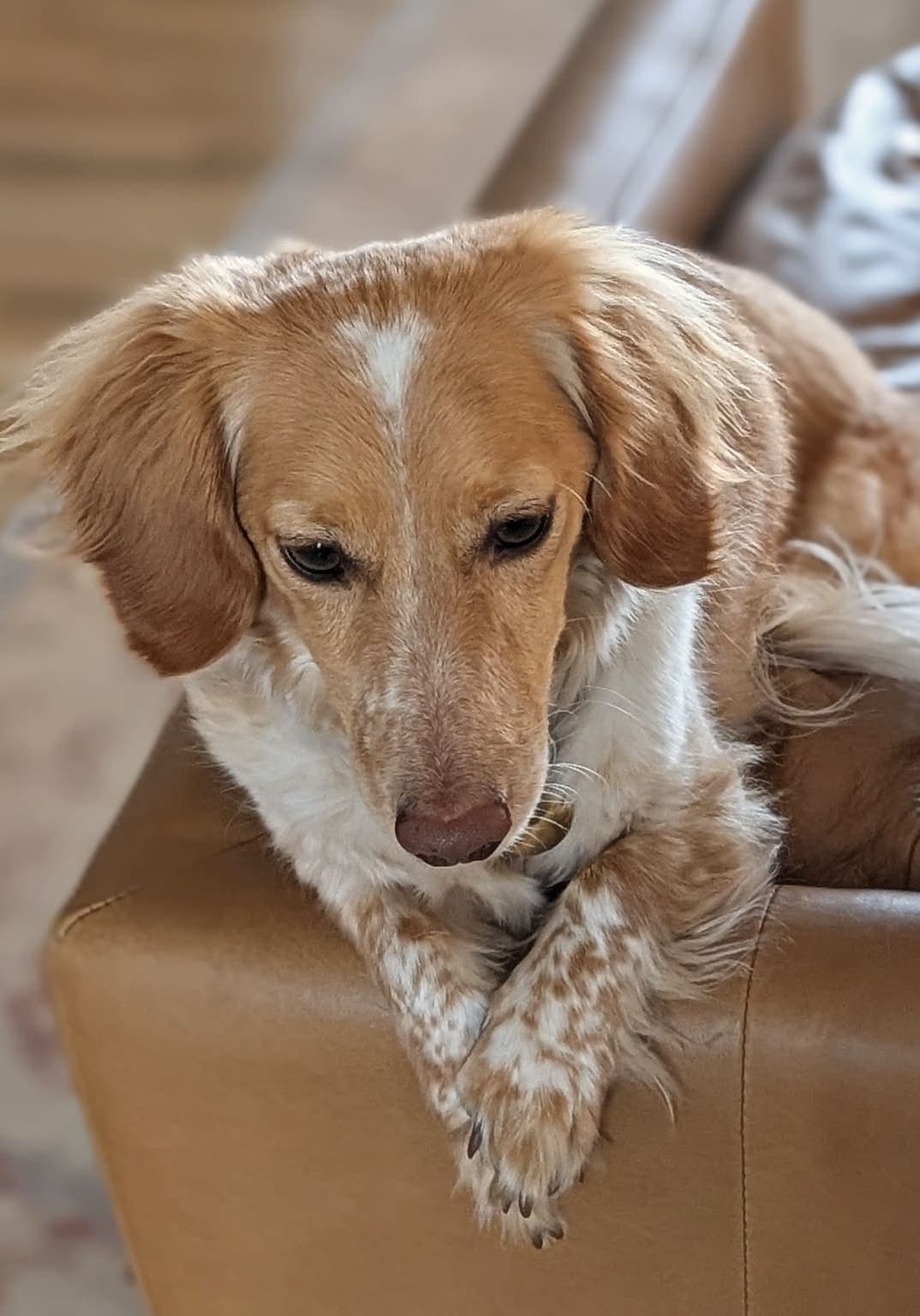 Close-up head portrait of a long-haired golden Dachshund resting against a chair arm.