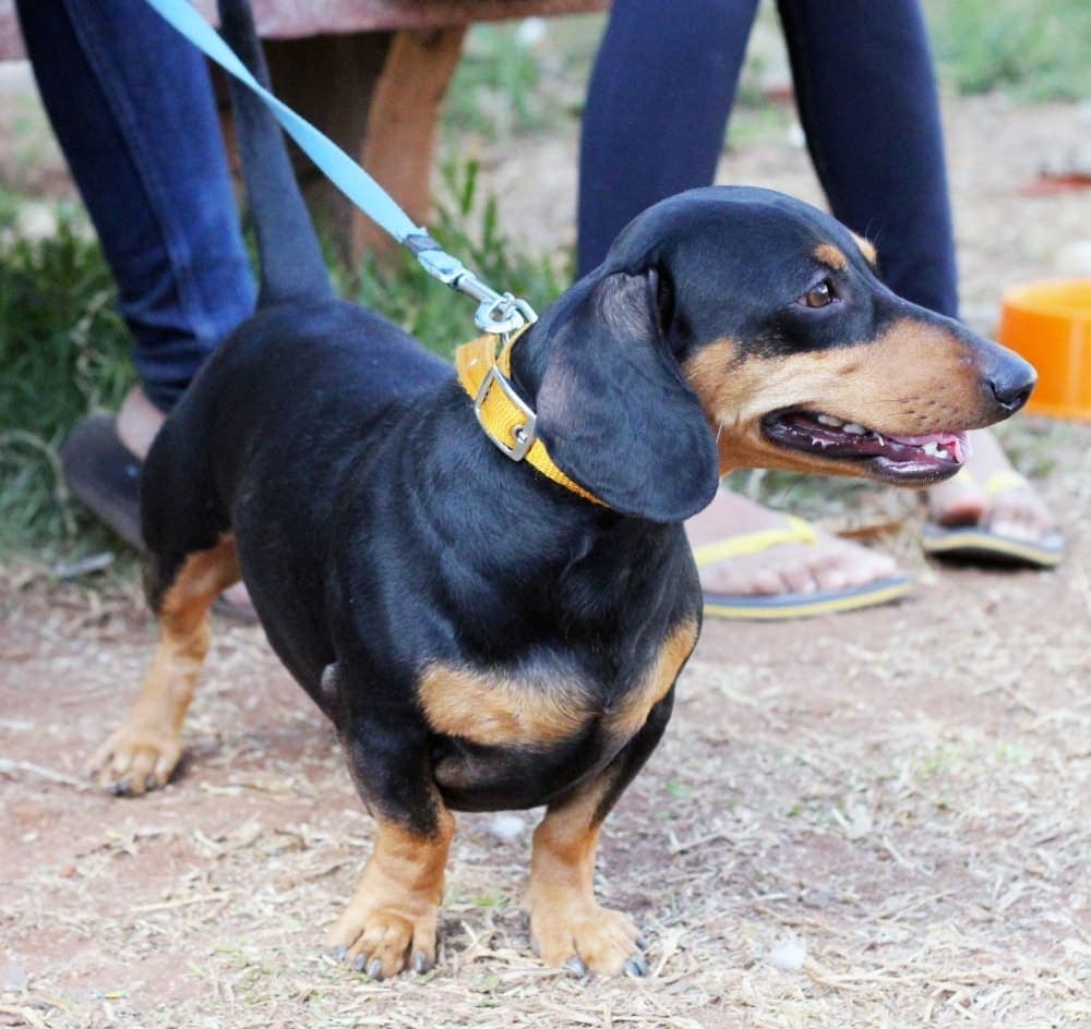 A black-and-tan smooth-coated Dachshund stands outdoors on a leash, its long low body visible in full side profile.