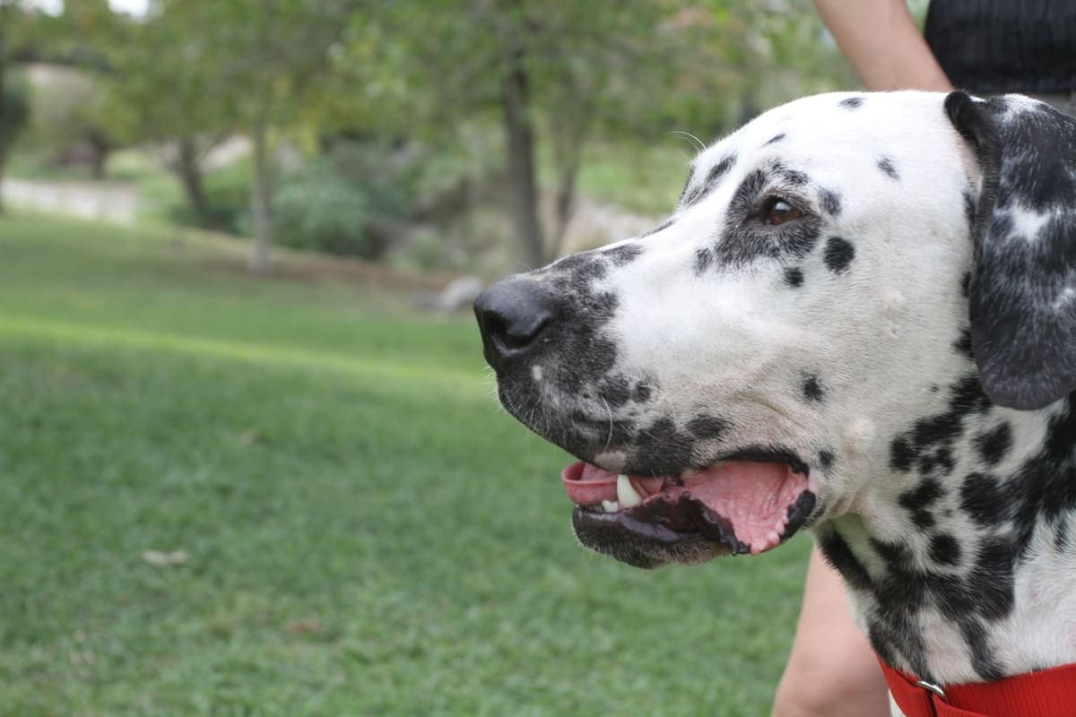 Close-up profile of a Dalmatian's spotted head outdoors on grass, with soft natural light.