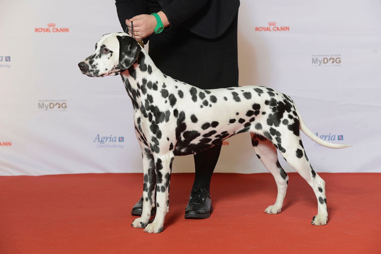 A Dalmatian stands in full profile at a dog show, its white coat with black spots and lean athletic build clearly visible.