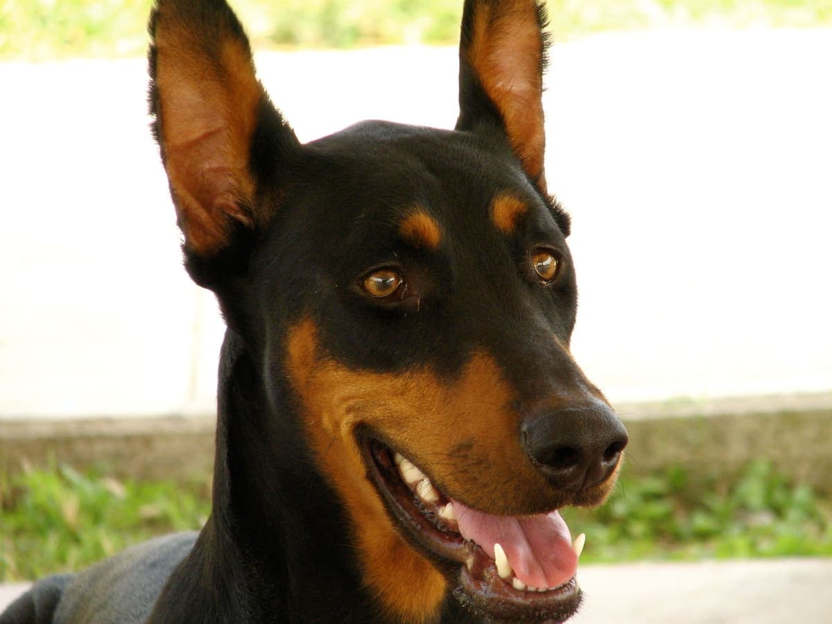Close portrait of a black and tan Dobermann's alert face with cropped ears, outdoors.
