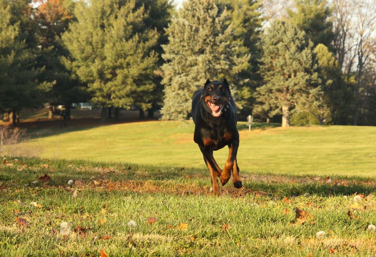 A black and tan Dobermann runs toward the camera across a grassy park, whole body visible mid-stride.