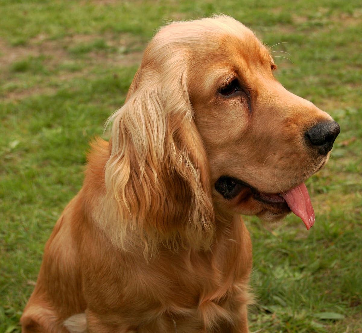 Close side profile of a golden English Cocker Spaniel's head on grass, showing its long wavy ears and gentle expression.
