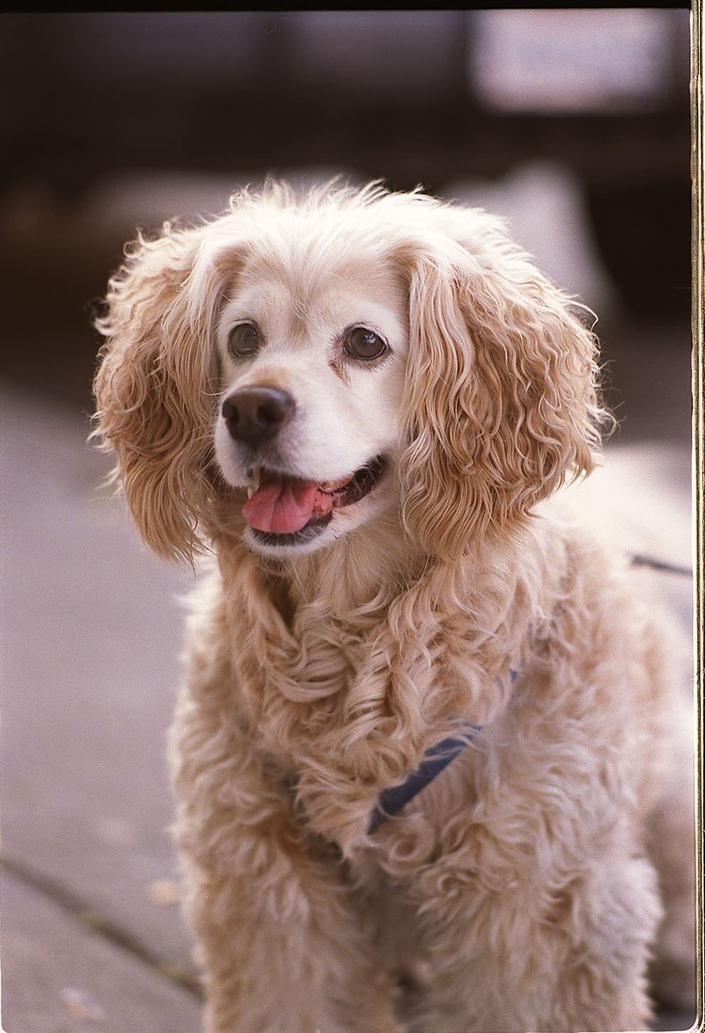 A liver-and-white English Cocker Spaniel is shown from the chest up outdoors, tongue out and long ears framing its face.