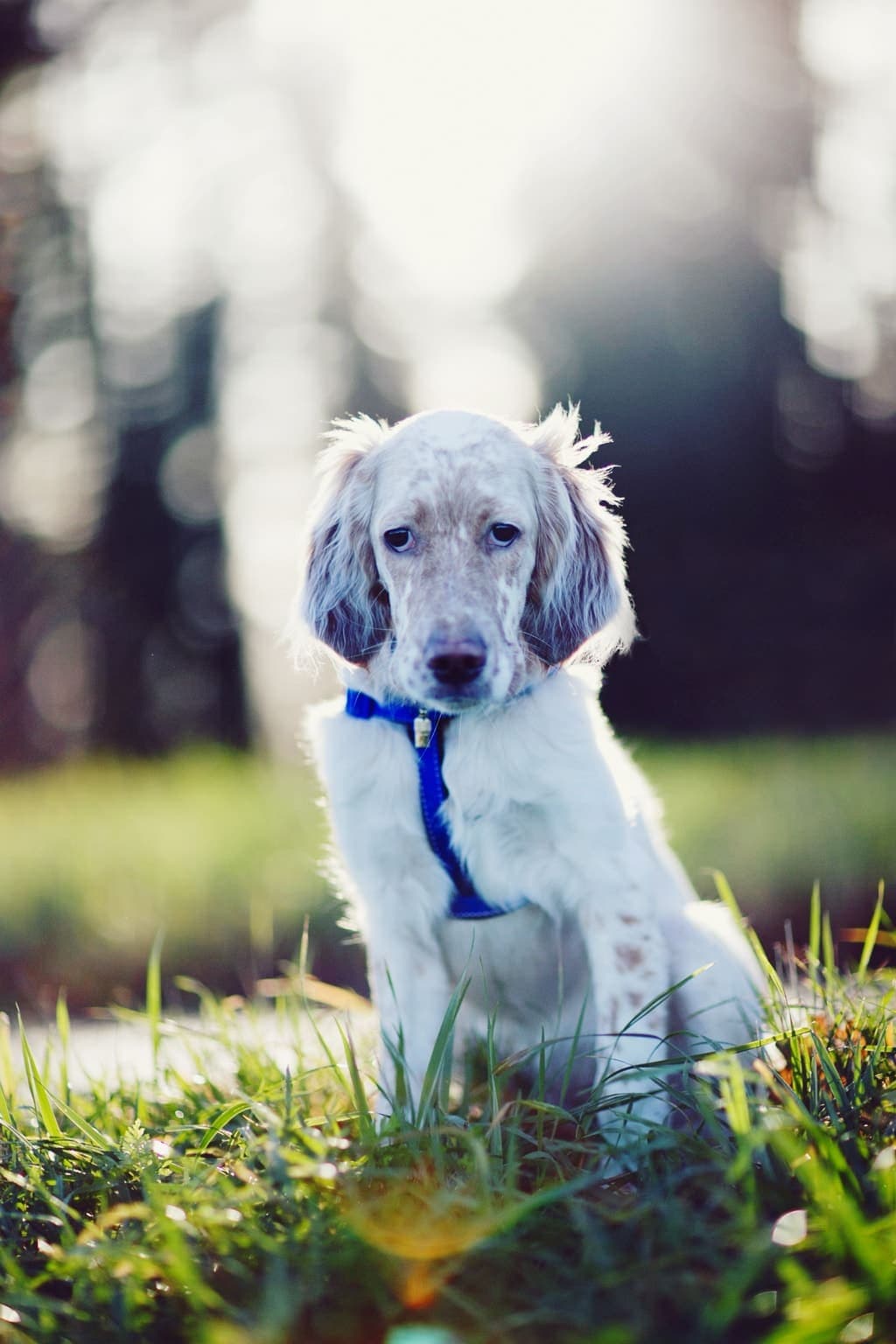 A white and orange-ticked English Setter sits in grass wearing a harness, its feathered coat visible in natural light.