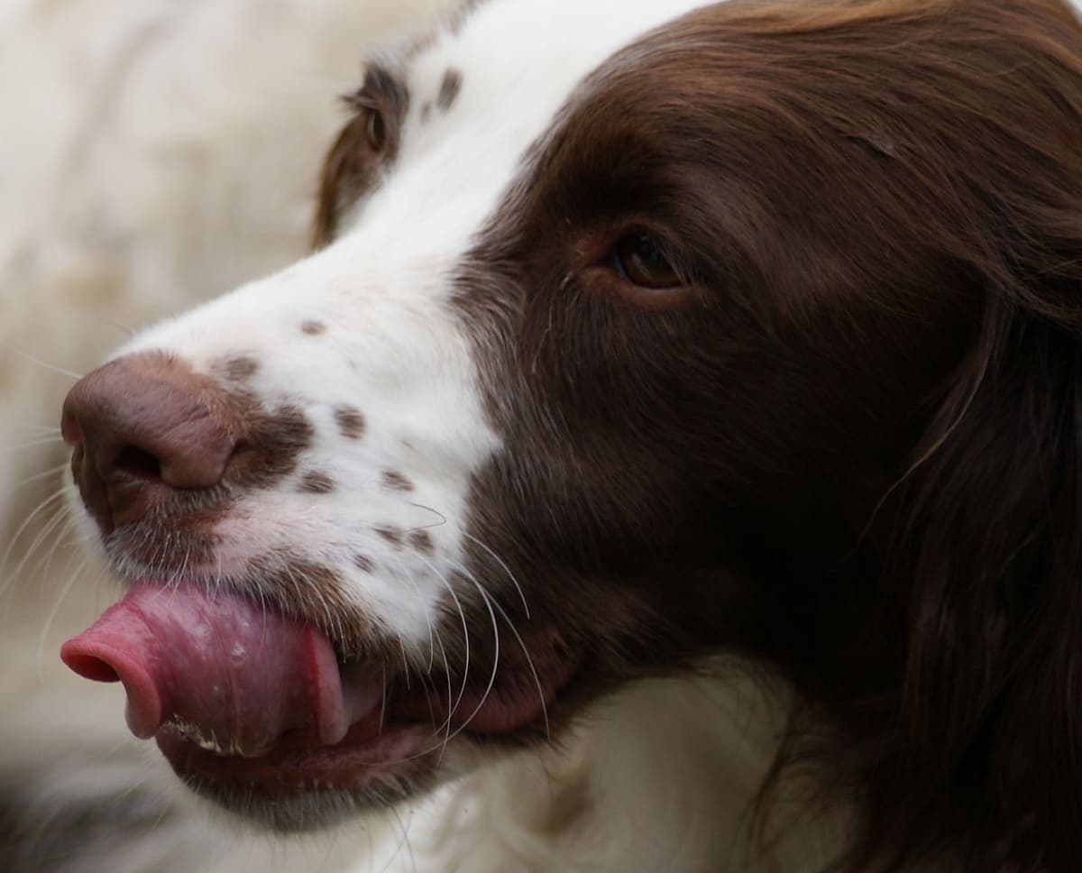Extreme close-up of an English Springer Spaniel's face in profile with tongue out, set against a blurred background.