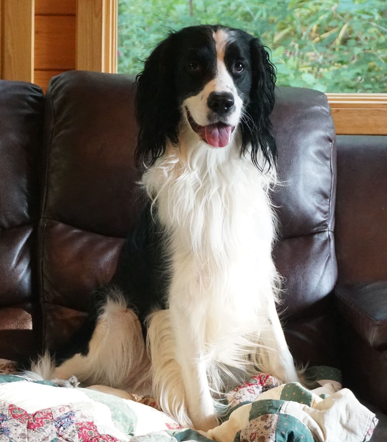 A liver-and-white English Springer Spaniel sits facing forward on an indoor sofa, most of its body visible.
