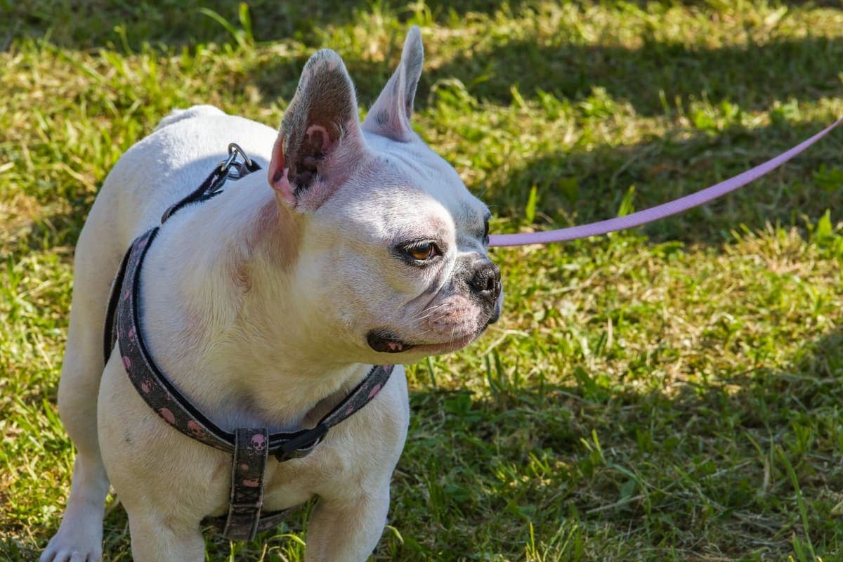 A cream French Bulldog's head and front body in close-up outdoors on natural grass, wearing a harness.
