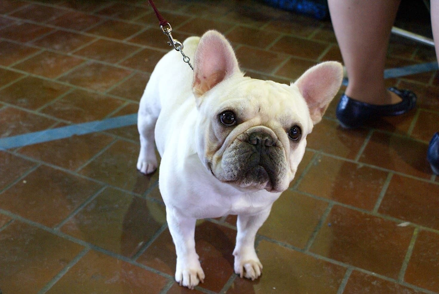 A white French Bulldog stands on an indoor tile floor, whole body and bat ears visible as it looks up.
