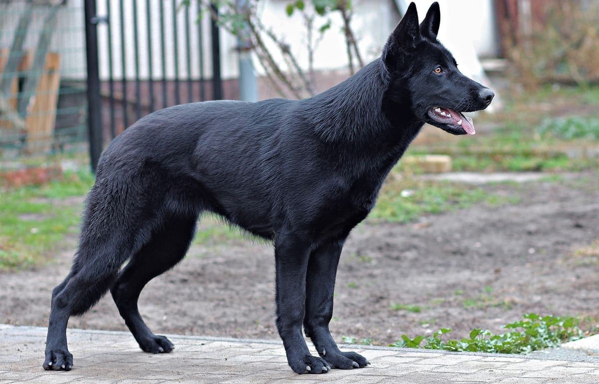 A solid black German Shepherd Dog stands in full side profile mid-stride on a dirt path with a fence behind it.