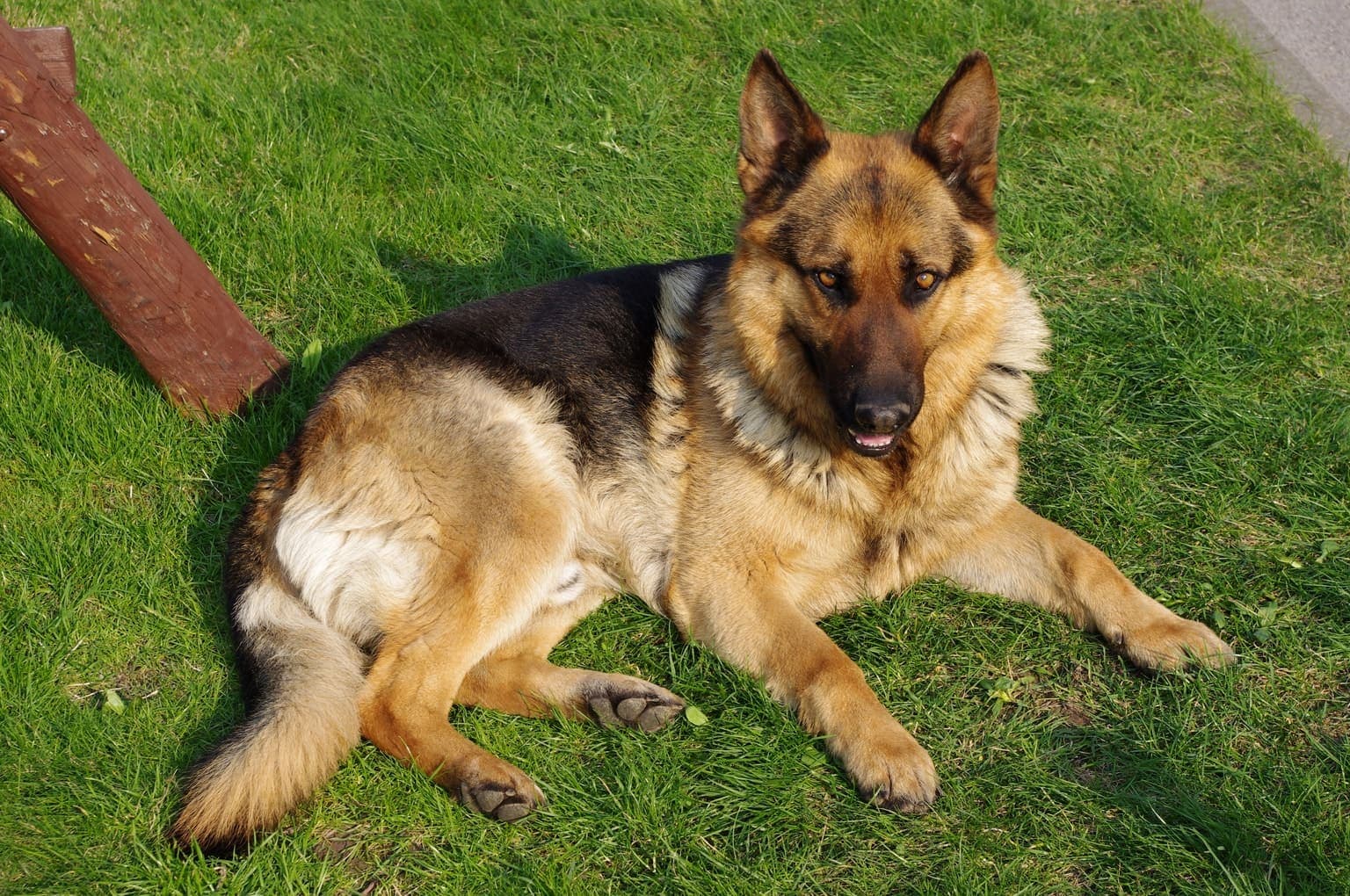 A tan-and-black German Shepherd Dog lies alert on grass, ears up, showing its classic saddle coat pattern.