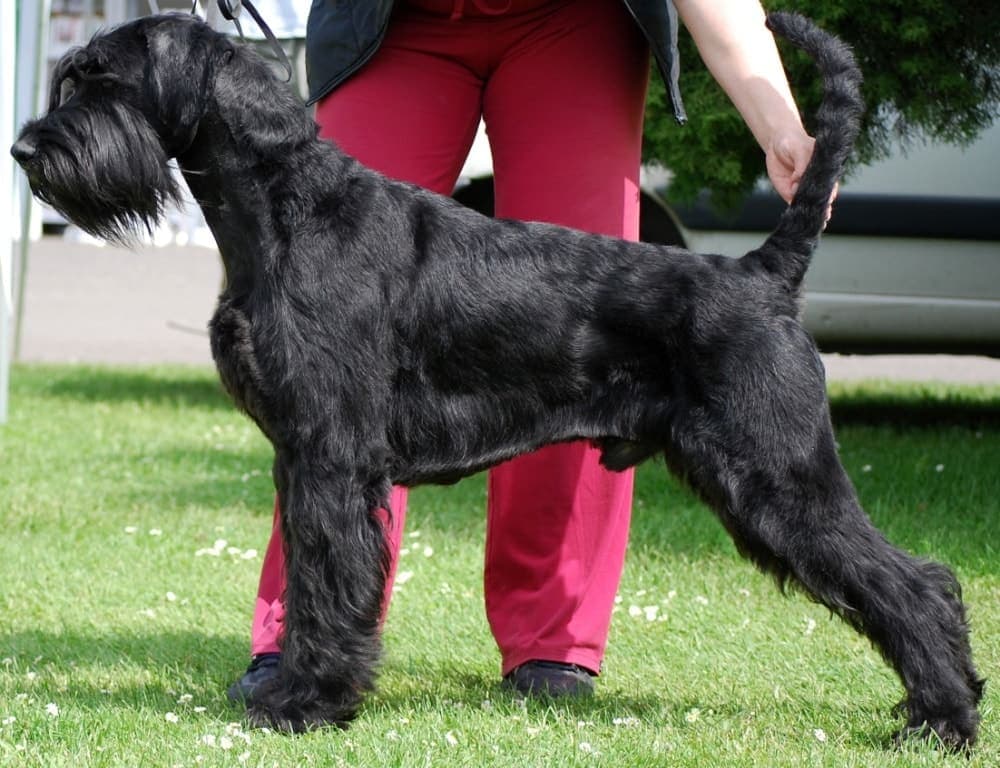 A black Giant Schnauzer stacked in side profile on grass, showing the square outline, wiry coat, and full beard, with a handler's legs behind.