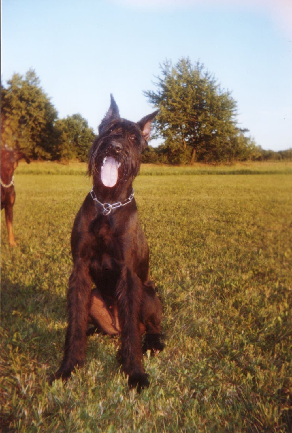 A salt-and-pepper Giant Schnauzer stands in full side profile at a show, with a handler's legs visible in the background.