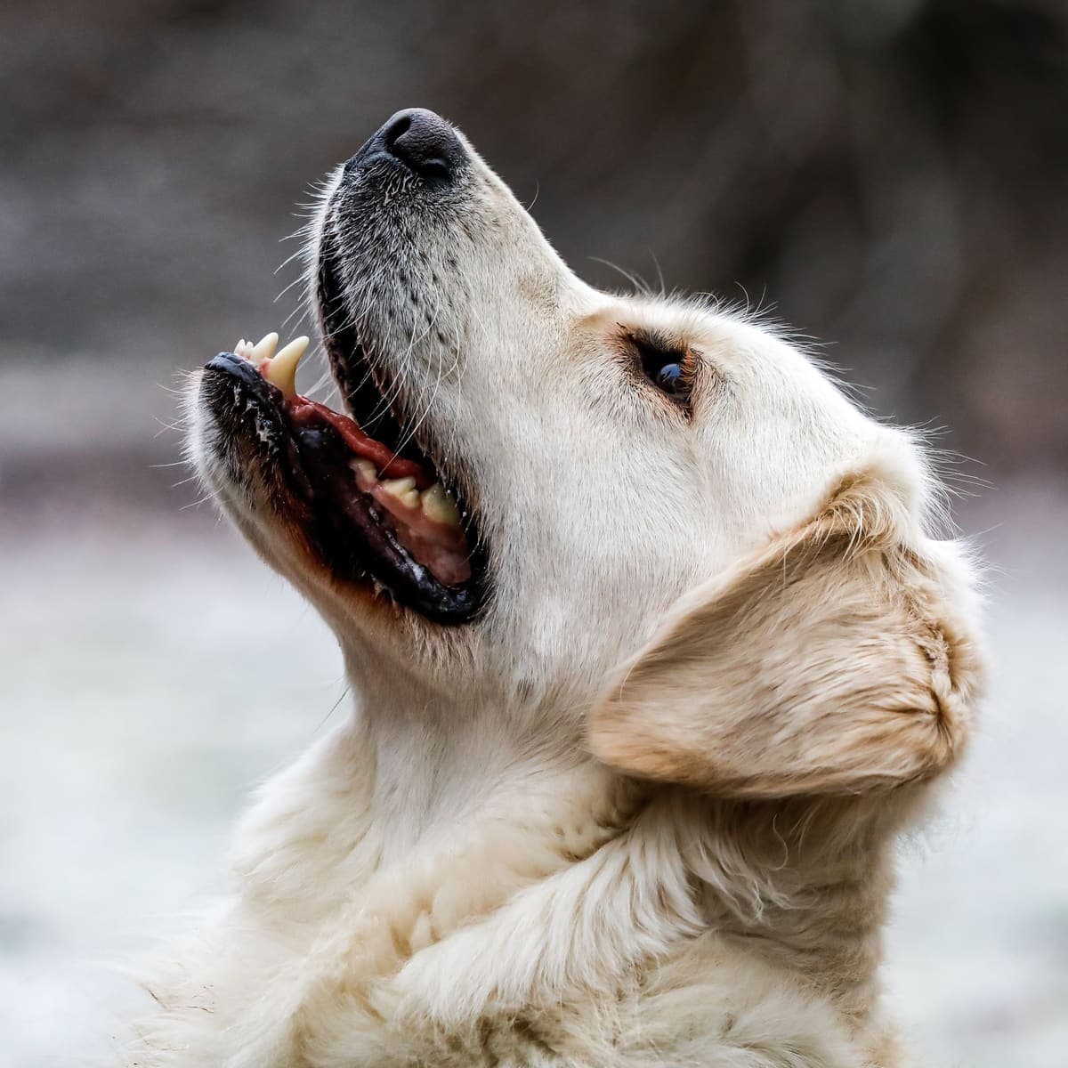 Close-up of a Golden Retriever's face mid-catch with mouth open, showing a candid, energetic expression outdoors.