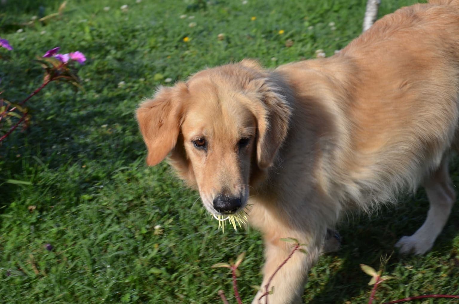 A Golden Retriever walks through a garden at a three-quarter angle, its golden coat and most of its body visible among grass and flowers.