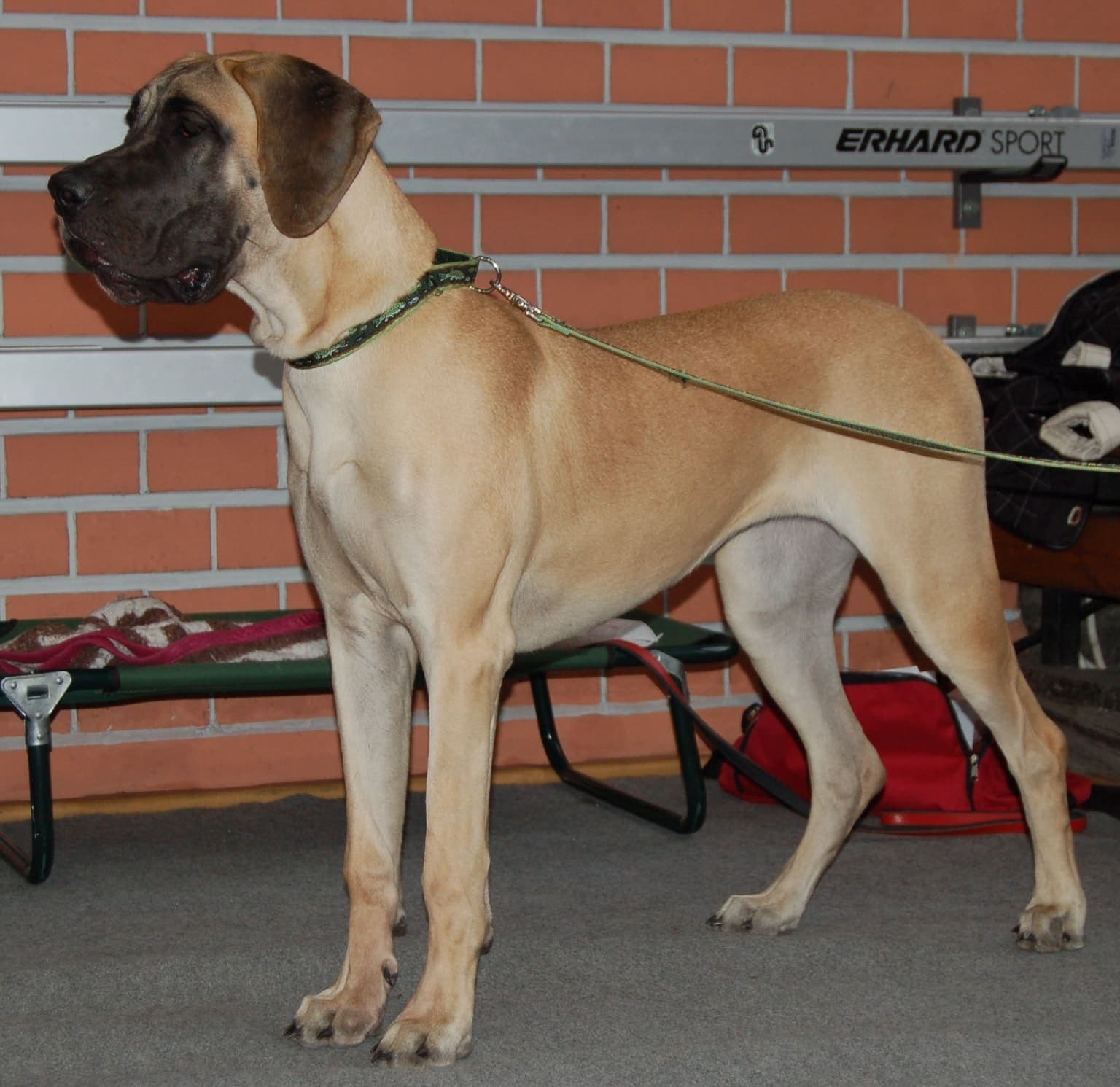 A fawn Great Dane stands in full-body profile against a plain brick wall, showing its tall, lean build.