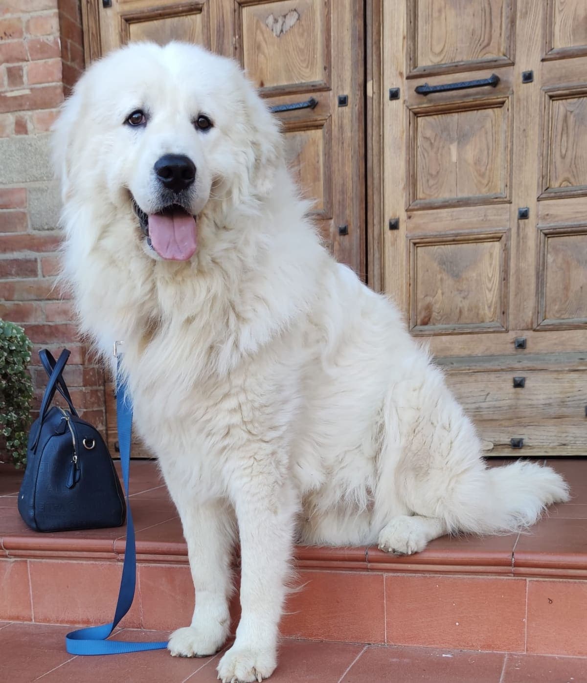 A white Great Pyrenees sits facing the camera in a doorway, tongue out, front paws and broad chest visible.
