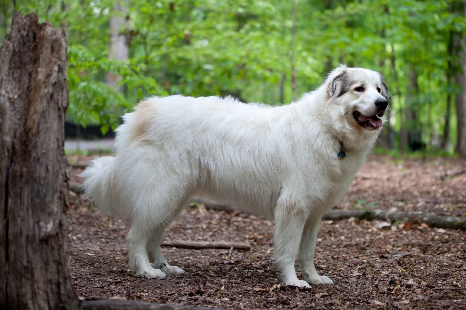 A white Great Pyrenees stands in full side profile on a wooded trail, its thick double coat and calm posture visible.