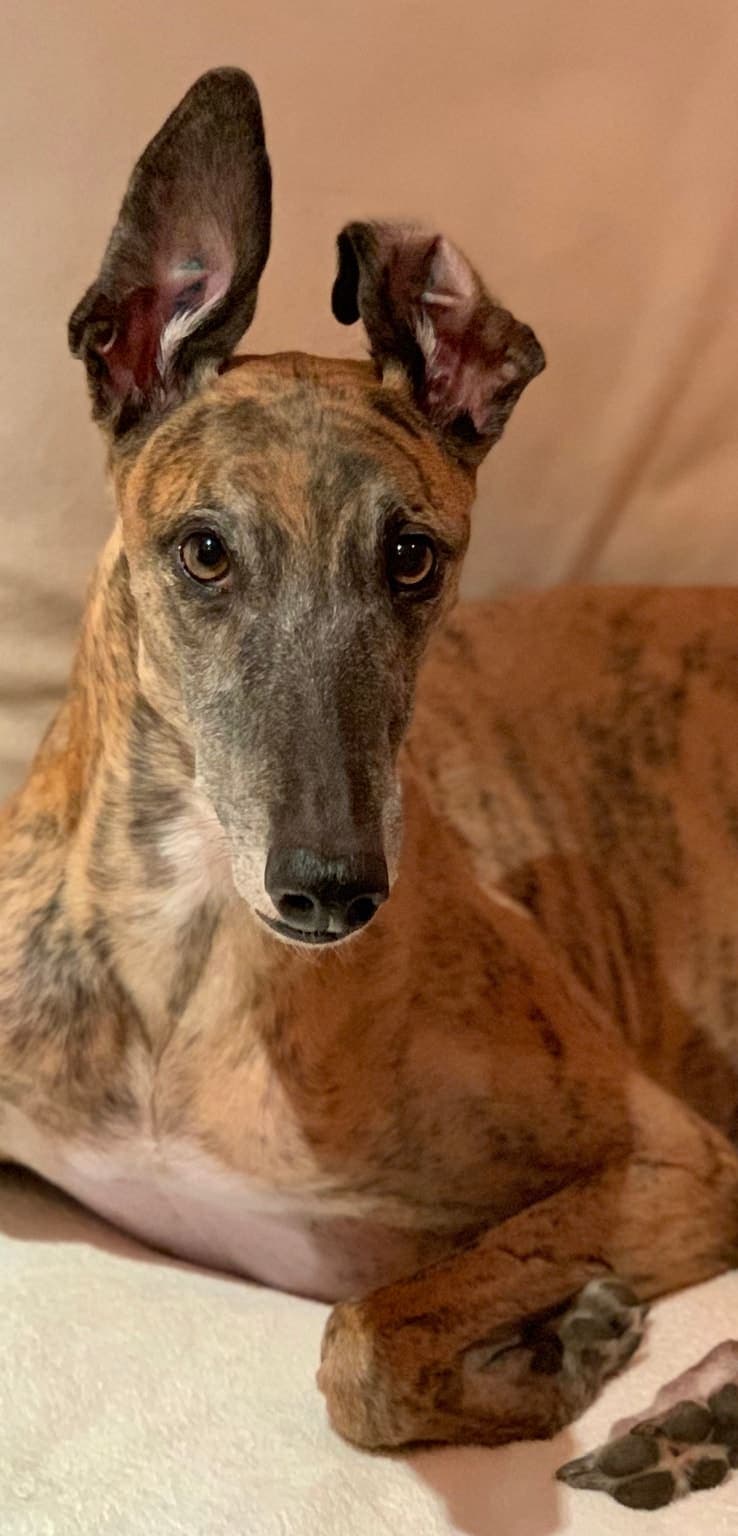 Close-up head portrait of a brindle Greyhound lying indoors, ears alert and eyes focused.
