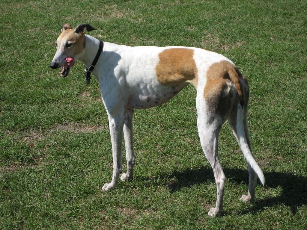 A tan-and-white Greyhound stands in profile on green grass, its lean muscular body and deep chest fully visible.