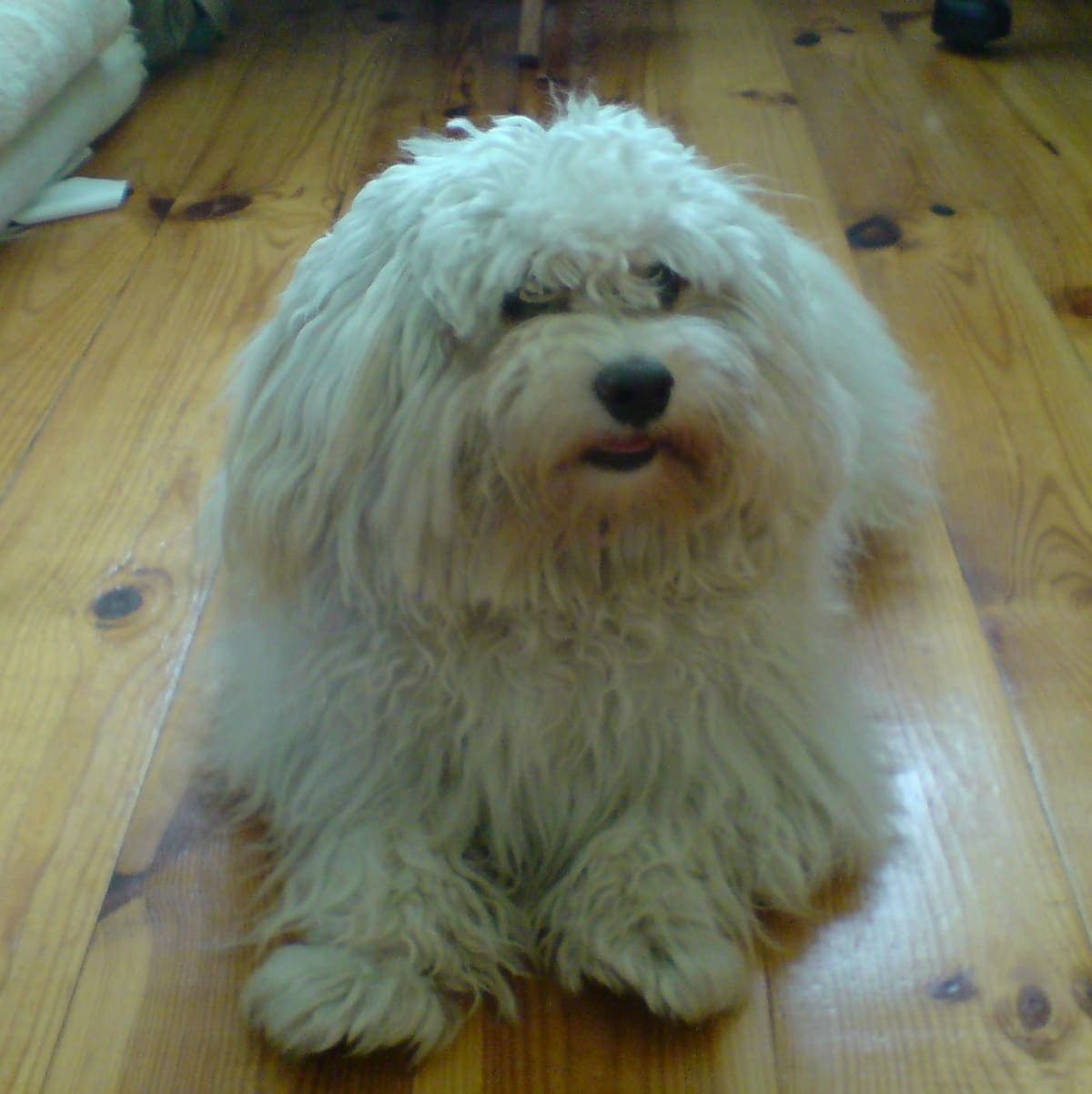 Close-up front-facing portrait of a Havanese indoors, showing its dark eyes and fringed facial hair.