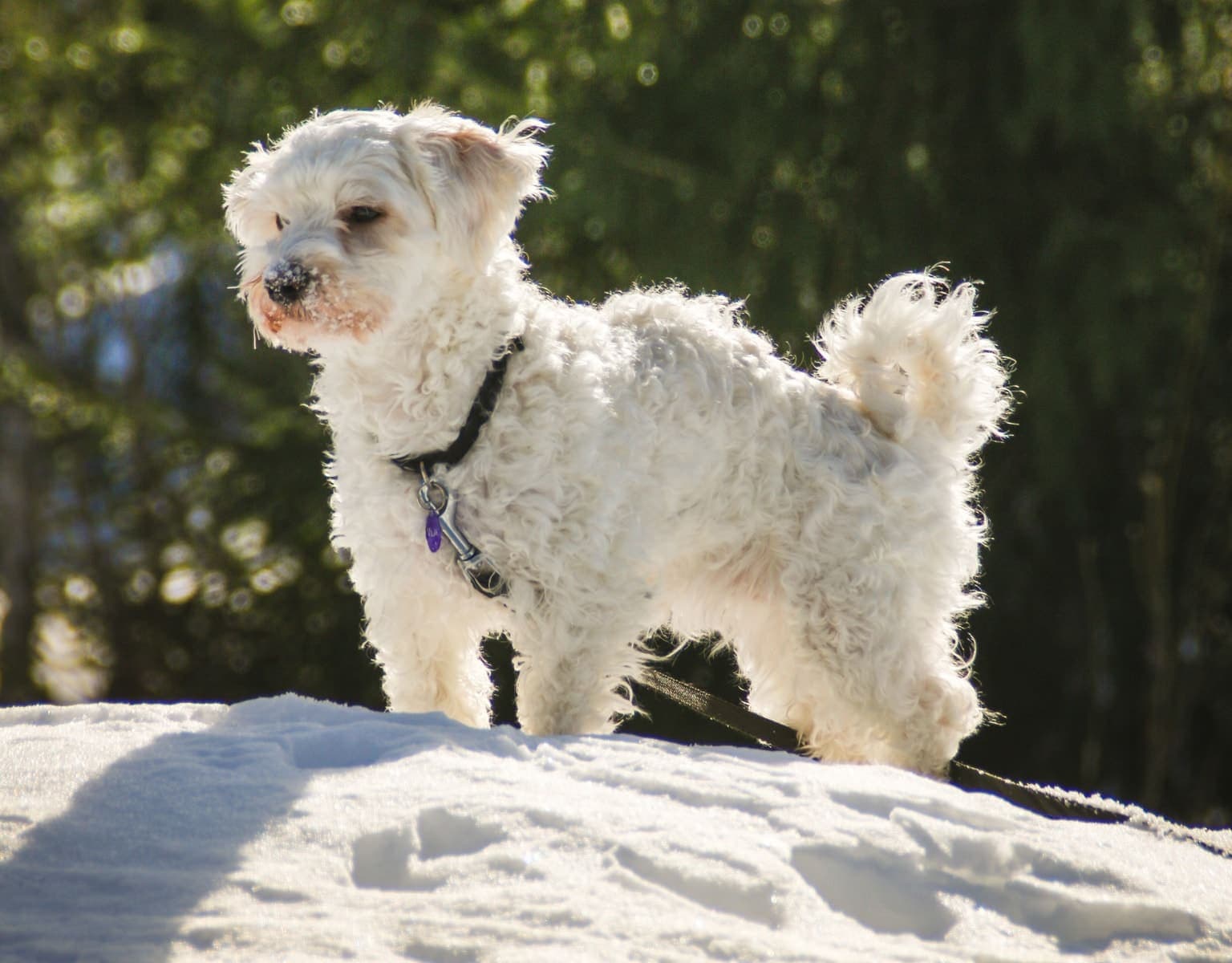 A Havanese stands outdoors on snow-dusted ground with trees behind it, its long silky coat and topknot fully visible.