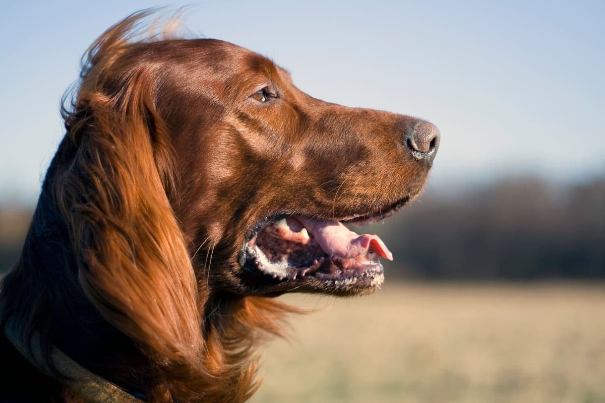 Close head profile of a red Irish Setter with long silky ears, outdoors.
