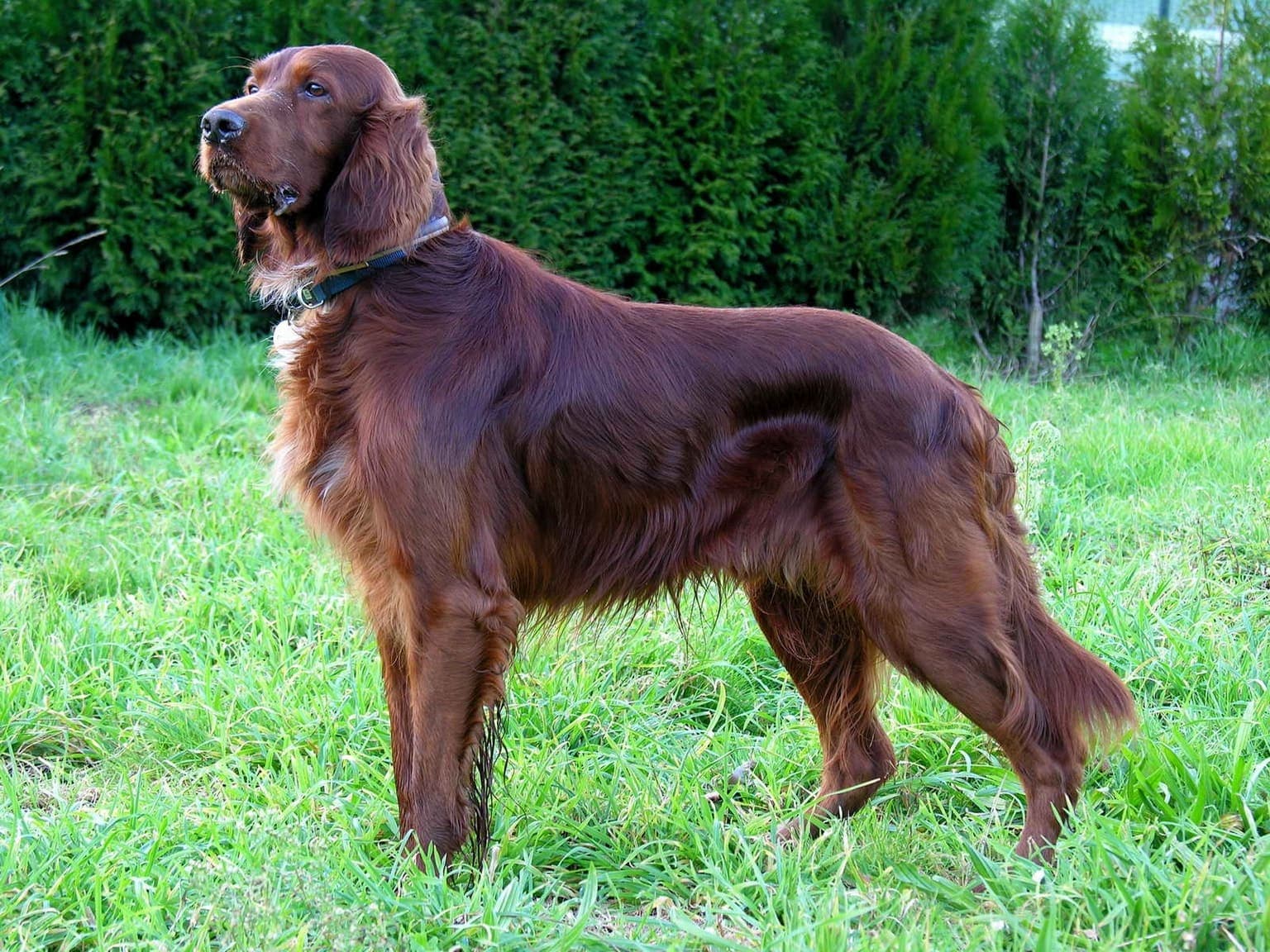 A mahogany-red Irish Setter stands in profile on grass beside a hedge, its glossy coat and full body clearly visible.