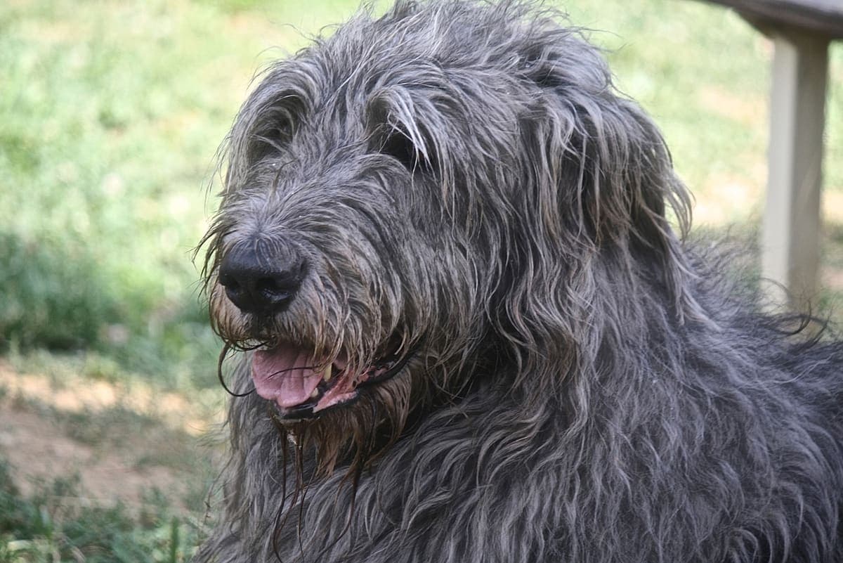 Close-up of a grey Irish Wolfhound's face outdoors, showing its wiry beard, long muzzle, and gentle dark eyes.