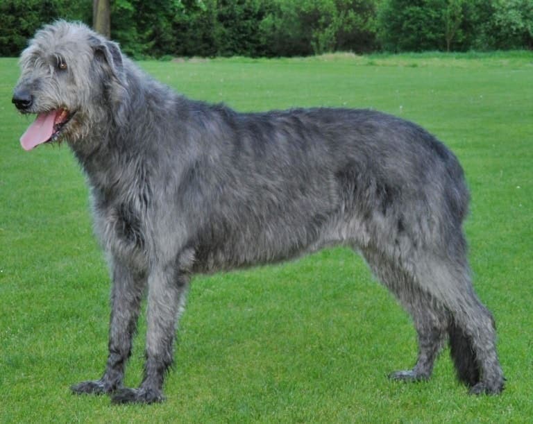 A grey wire-coated Irish Wolfhound stands in full side profile on a lawn, its tall lean frame and shaggy coat clearly visible.