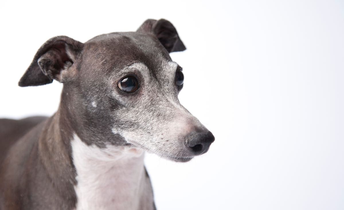 Overhead close-up of a grey-and-white Italian Greyhound's head against a plain white studio background.