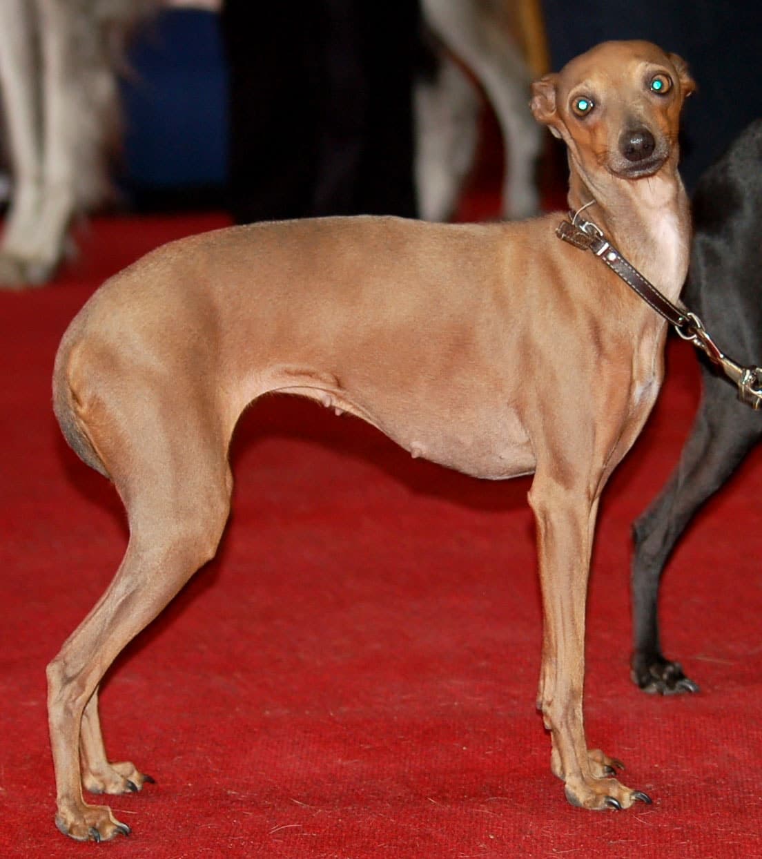 Italian Greyhound standing in profile