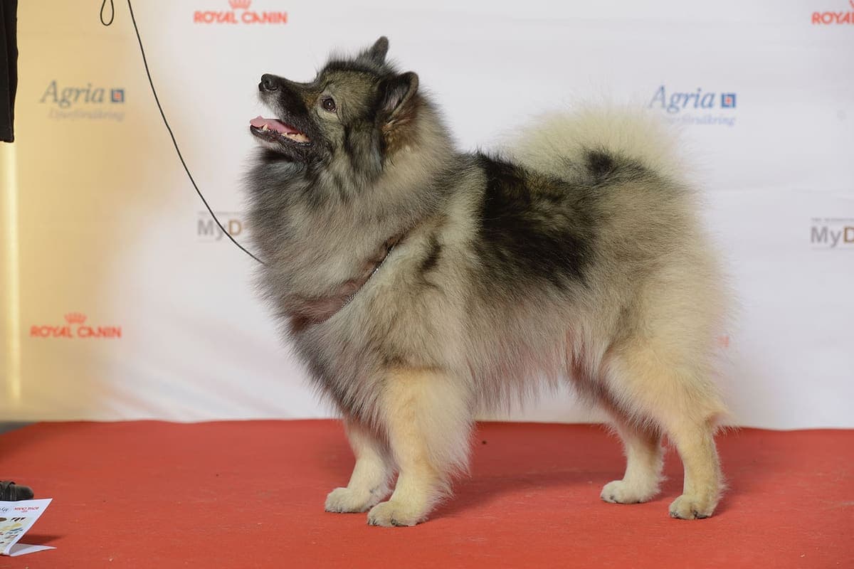 A Keeshond stands in side profile with mouth open mid-bark, showing its full body and dense double coat from a different angle.