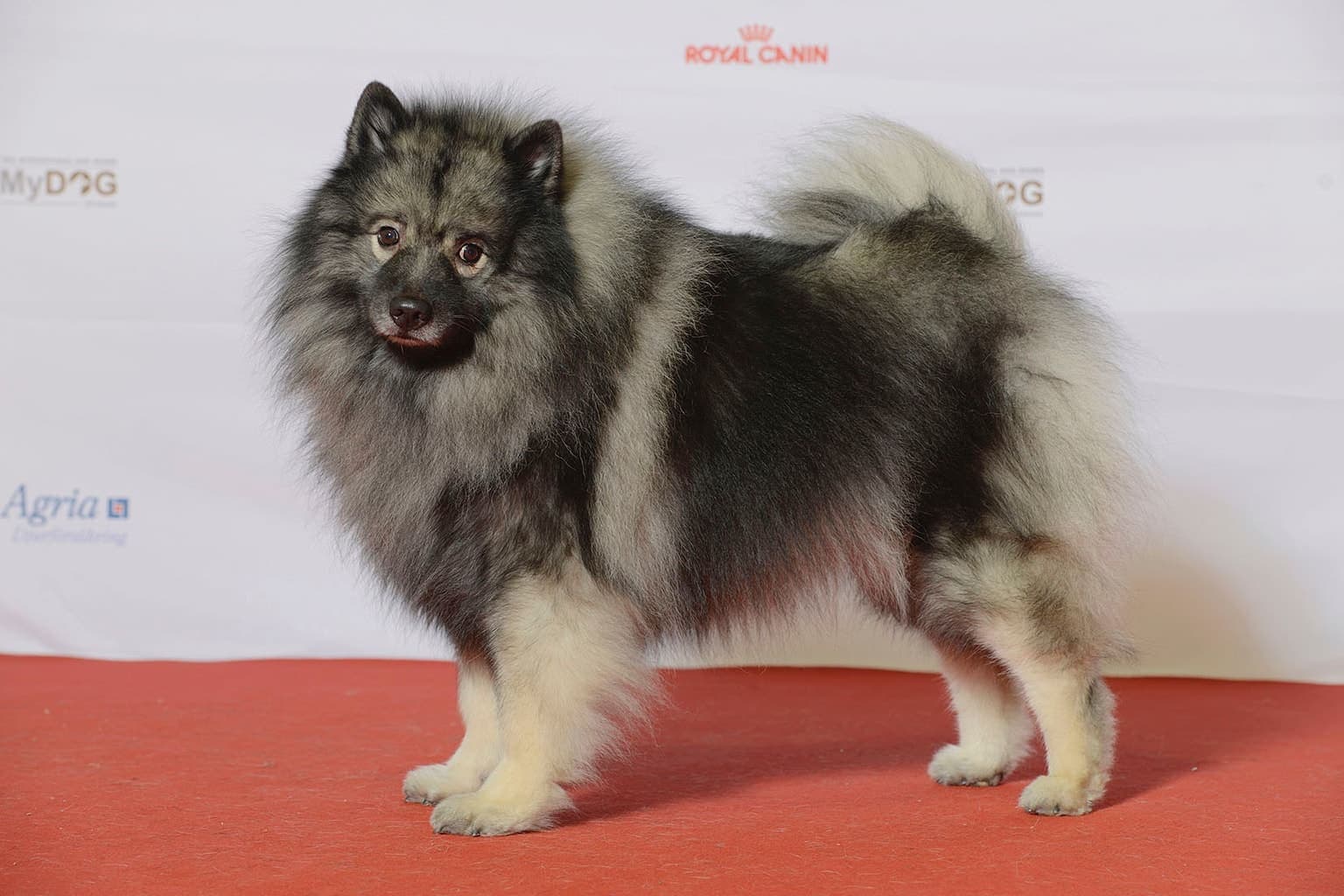 A Keeshond stands facing forward on a show floor, its thick grey-and-cream coat, plumed tail, and 'spectacles' facial markings clearly visible.