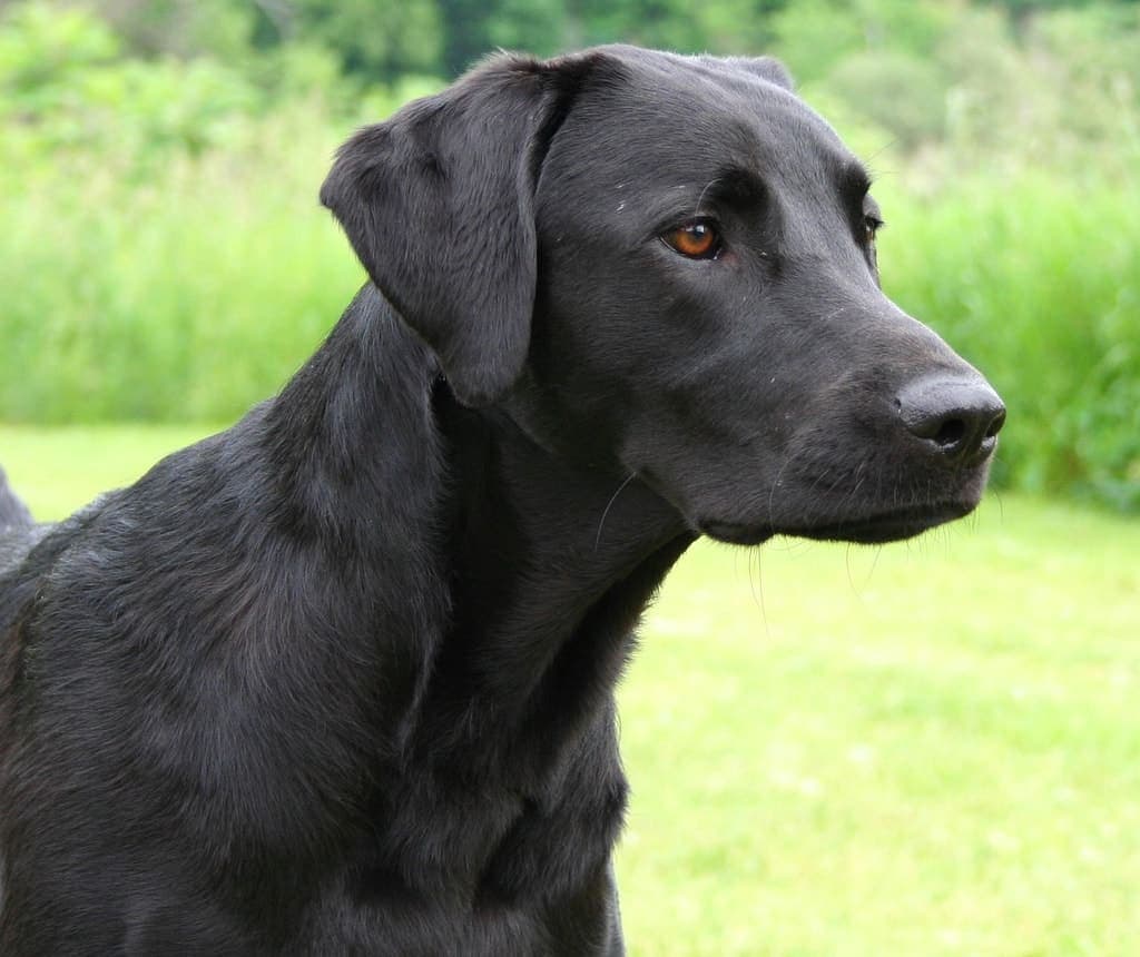 Side profile close-up of a black Labrador Retriever's head and neck against a blurred grassy background.