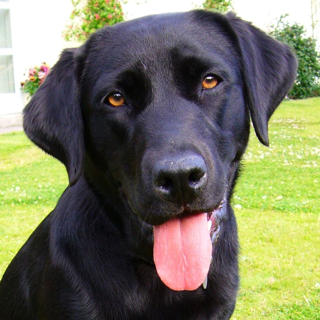 An adult Labrador Retriever standing in profile, showing the breed's broad head, dense short coat, and thick otter tail