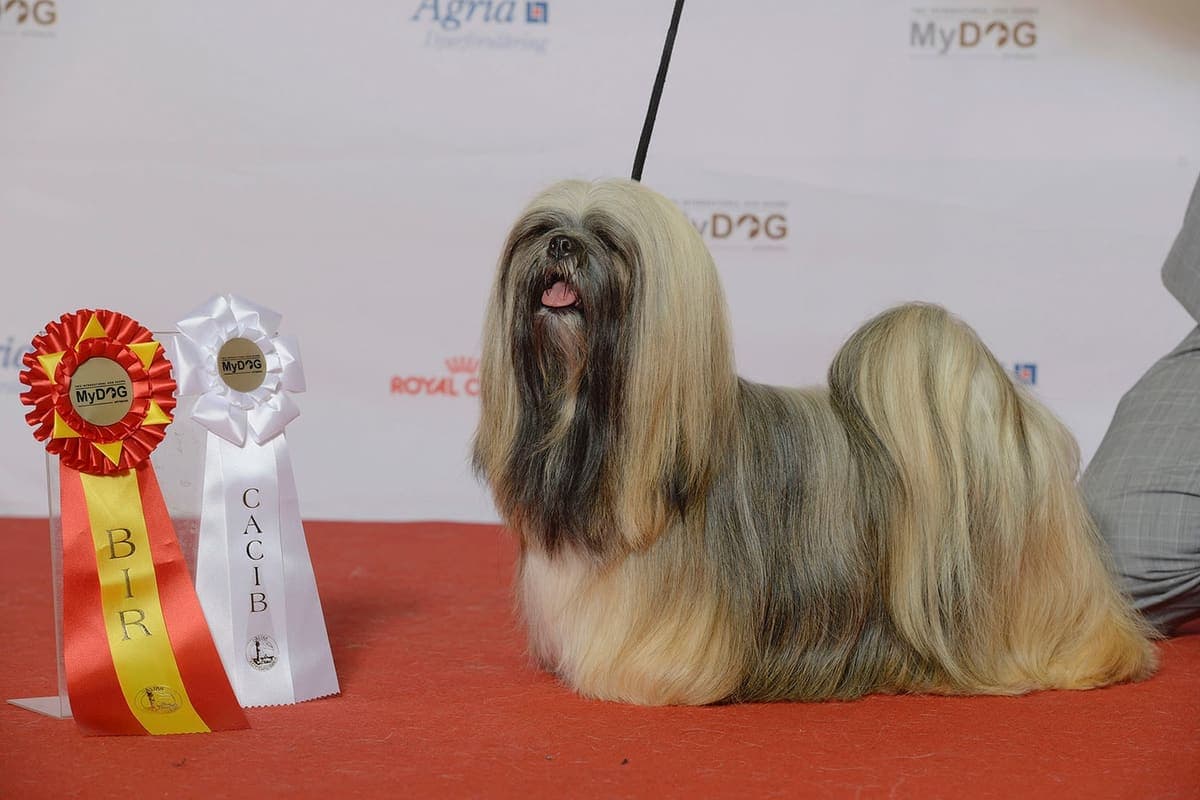 A cream-and-grey Lhasa Apso stands on a red show carpet with its long coat brushed straight, mouth open and tongue out.